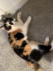 Lost Female Cat last seen Public storage right next door, San Antonio, TX 78224
