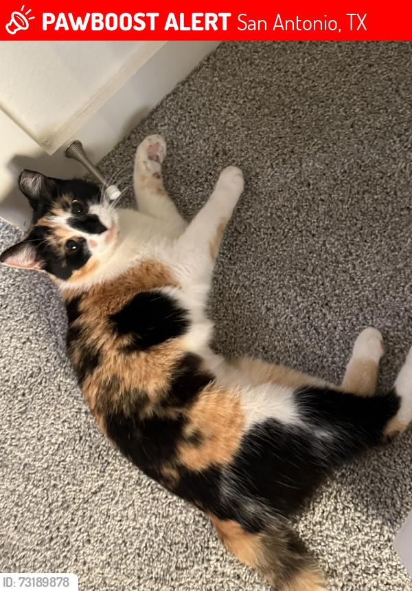 Lost Female Cat last seen Public storage right next door, San Antonio, TX 78224