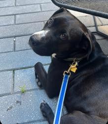 Lost Female Dog last seen Sandy ridge rd and Bruce Thomas rd, Union County, NC 28112