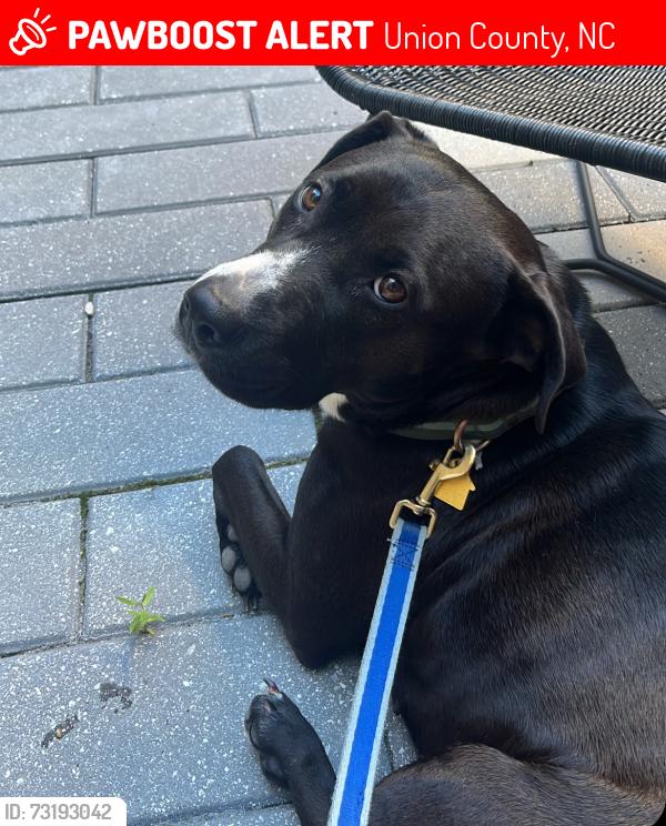Lost Female Dog last seen Sandy ridge rd and Bruce Thomas rd, Union County, NC 28112