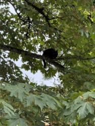 Found/Stray Unknown Cat last seen Nanaimo & Riverwood Way, Vancouver, BC V5P 4V8