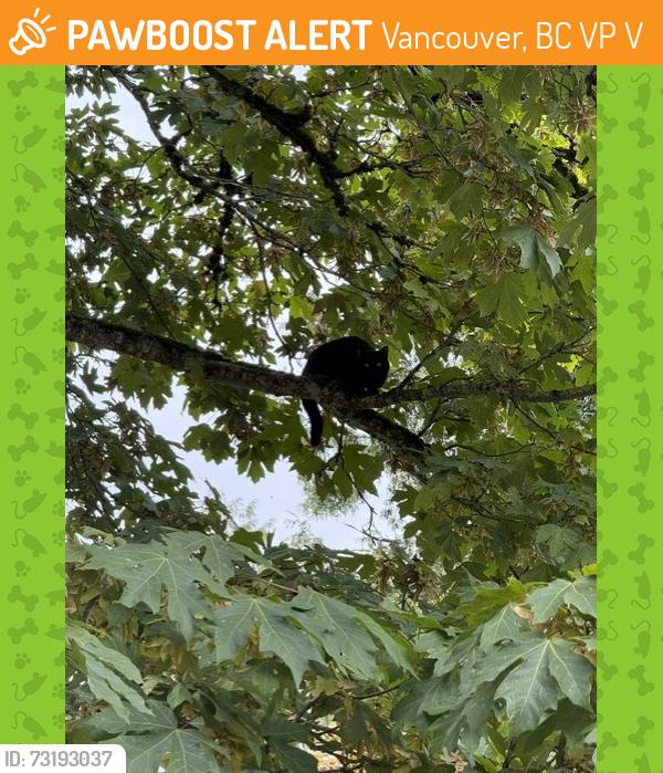 Found/Stray Unknown Cat last seen Nanaimo & Riverwood Way, Vancouver, BC V5P 4V8