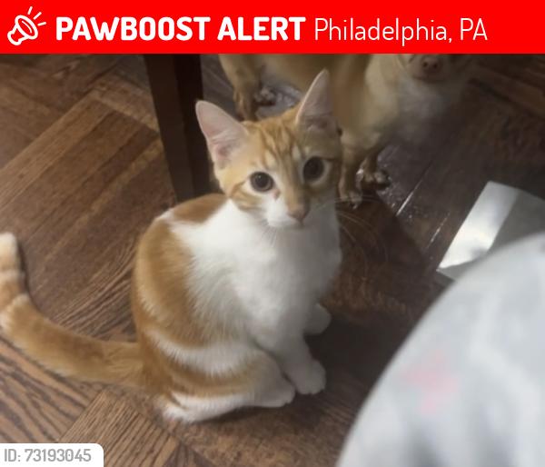 Lost Male Cat last seen Near Loring St, Philadelphia, PA 19136