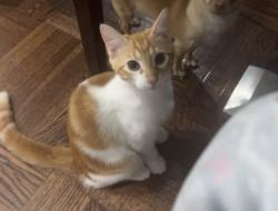Lost Male Cat last seen Near Loring St, Philadelphia, PA 19136