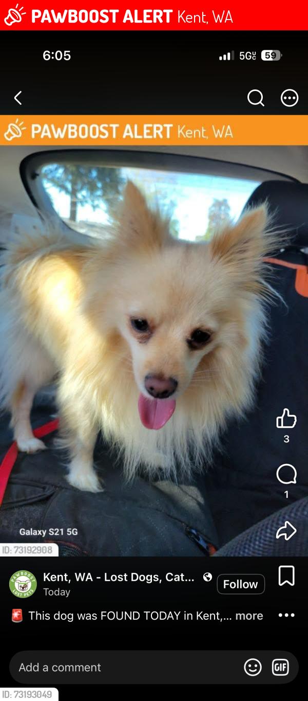 Lost Male Dog last seen Near 125th Ave se Kent wa, Kent, WA 98030