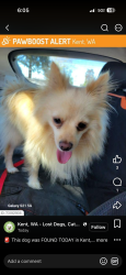 Lost Male Dog last seen Near 125th Ave se Kent wa, Kent, WA 98030