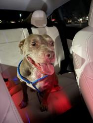 Found/Stray Female Dog last seen Hwy near Wayne memorial exit 54, Goldsboro, NC 27533
