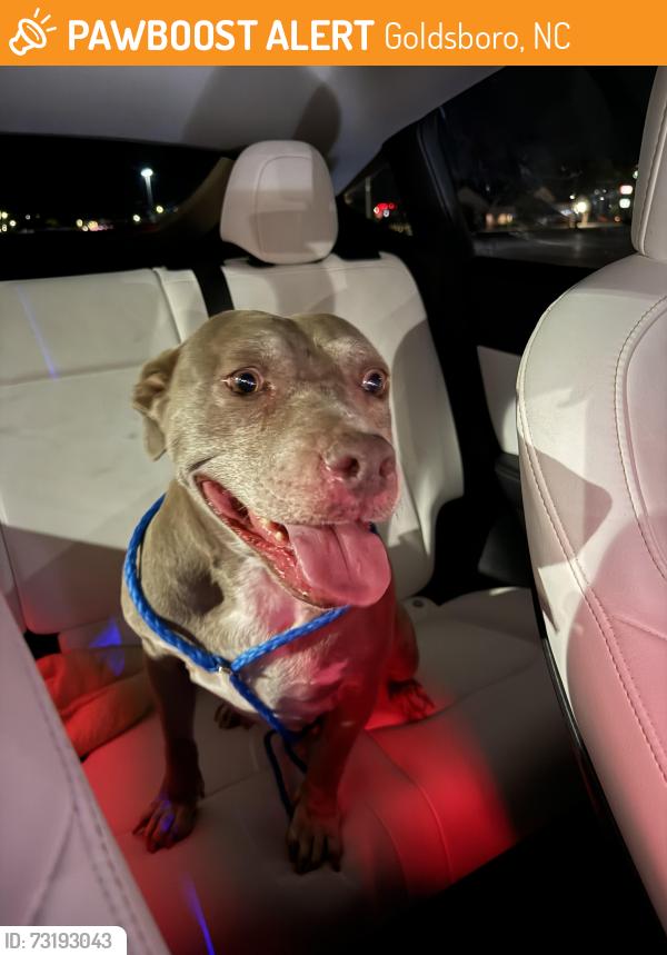 Found/Stray Female Dog last seen Hwy near Wayne memorial exit 54, Goldsboro, NC 27533