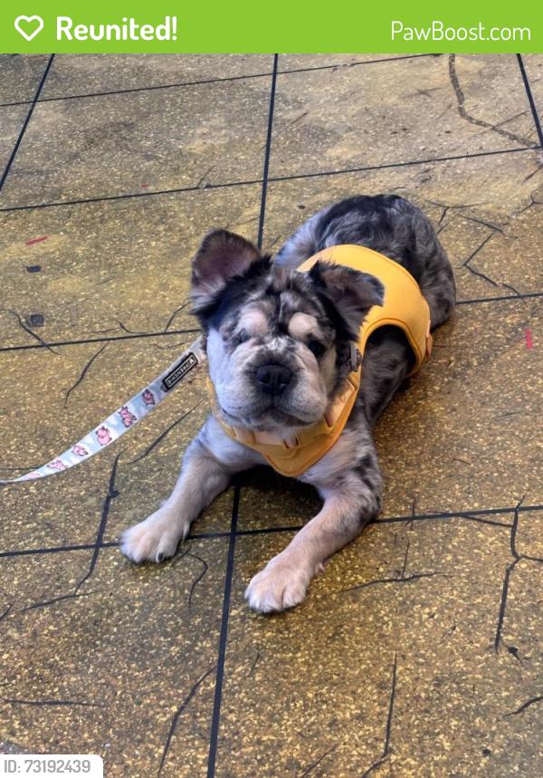 Reunited Female Dog last seen Topeka & Parallel, Fresno, CA 93721