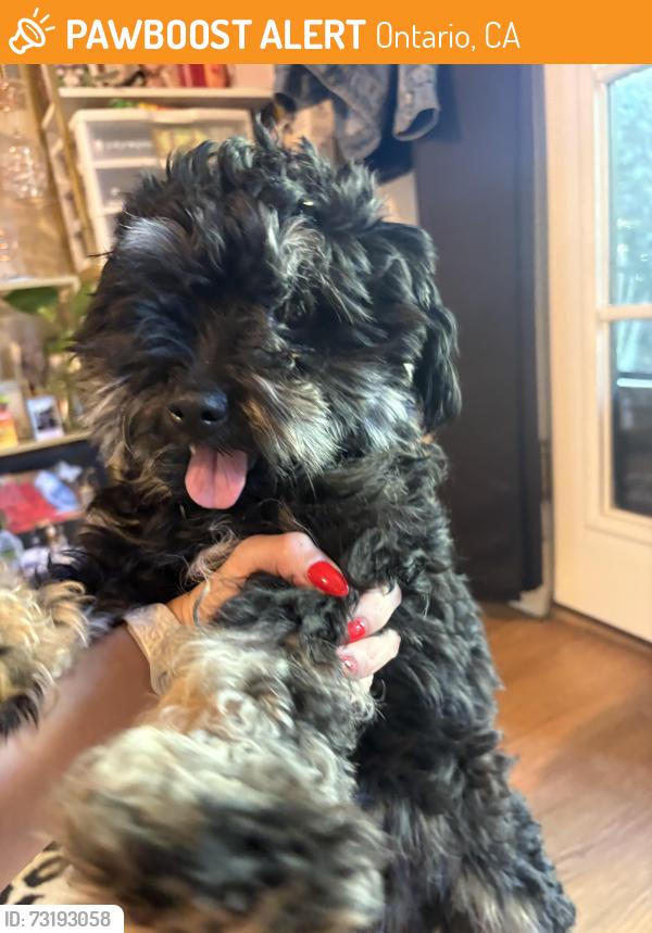 Found/Stray Male Dog last seen Euclid & Mission ONTARIO CA, Ontario, CA 91761