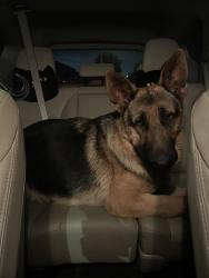 Found/Stray Male Dog last seen Carson Animal Care Center on Victoria & Main, Carson, CA 90745