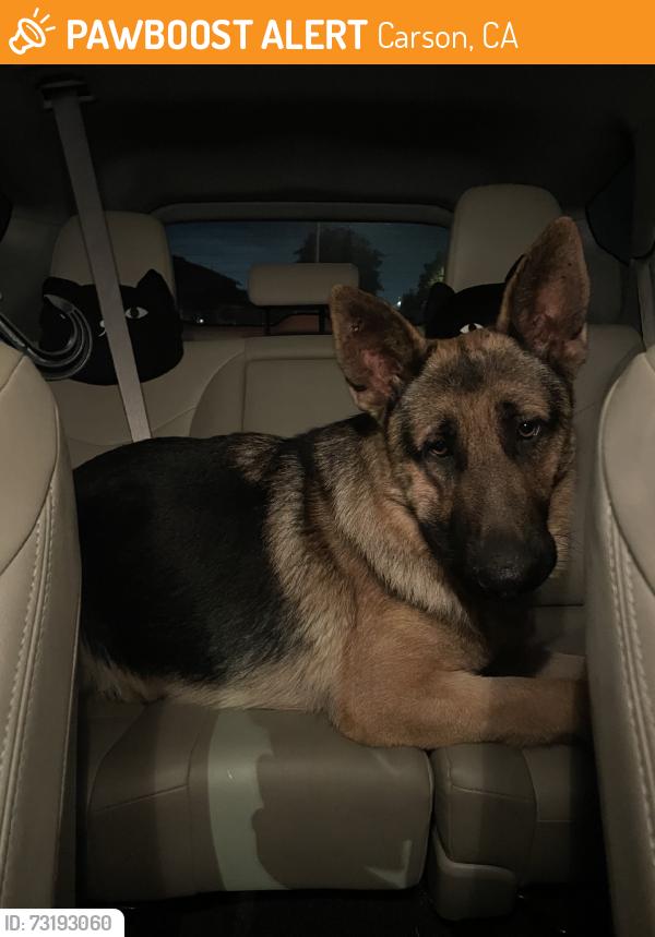 Found/Stray Male Dog last seen Carson Animal Care Center on Victoria & Main, Carson, CA 90745