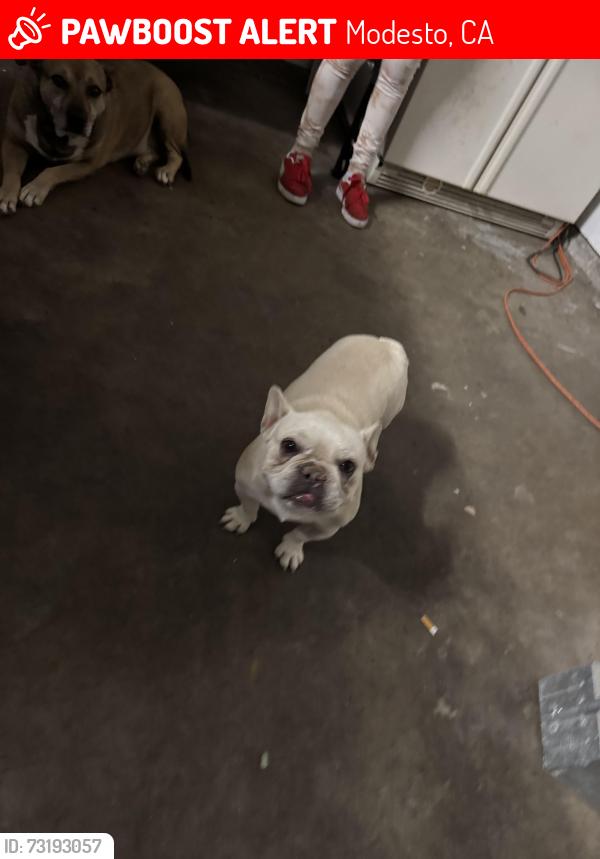Lost Female Dog last seen Near Capistrano dr, Modesto, CA 95354