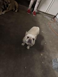 Lost Female Dog last seen Near Capistrano dr, Modesto, CA 95354