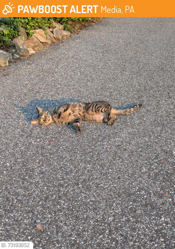 Found/Stray Female Cat last seen Chipmunk lane, Media, PA 19063