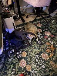 Lost Female Cat last seen 88th and Grant, Thornton, CO 80229