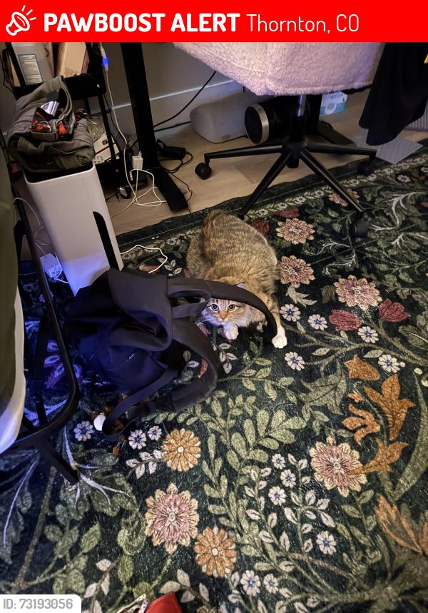Lost Female Cat last seen 88th and Grant, Thornton, CO 80229