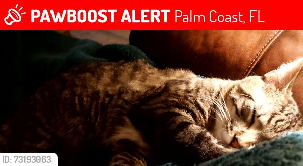 Lost Male Cat last seen P section, Palm Coast, FL 32164