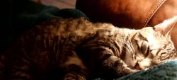 Lost Male Cat last seen P section, Palm Coast, FL 32164