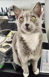 Reunited Male Cat last seen Near intersection of Kingsbridge & Weybridge, also seen on Stockbridge, Tampa, FL 33626