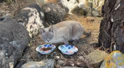 Reunited Female Cat last seen Quail Hill Lane / Hillcrest, Richmond, CA 94803