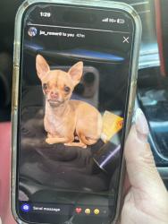 Lost Female Dog last seen East baseline st San Bernardino, San Bernardino, CA 92410