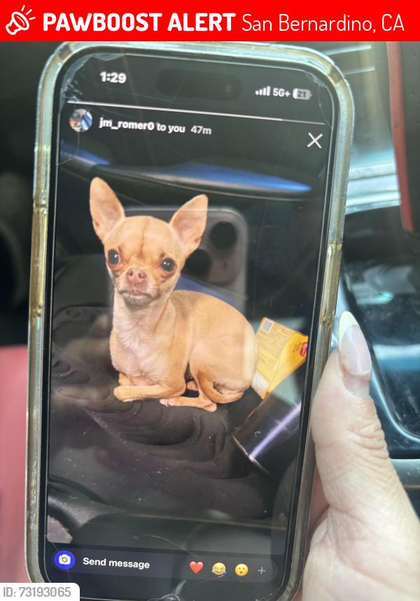 Lost Female Dog last seen East baseline st San Bernardino, San Bernardino, CA 92410