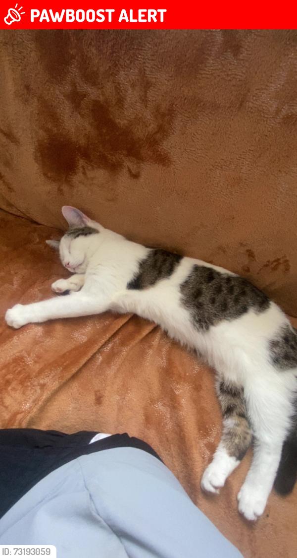 Lost Female Cat last seen Gardens our hse is on the road of a park but she dosent go that way, Buckinghamshire, England 