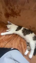 Lost Female Cat last seen Gardens our hse is on the road of a park but she dosent go that way, Buckinghamshire, England 