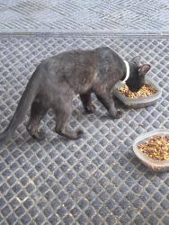 Found/Stray Male Cat last seen Rufus Johnson, Chicken Foot Rd, NC 28384