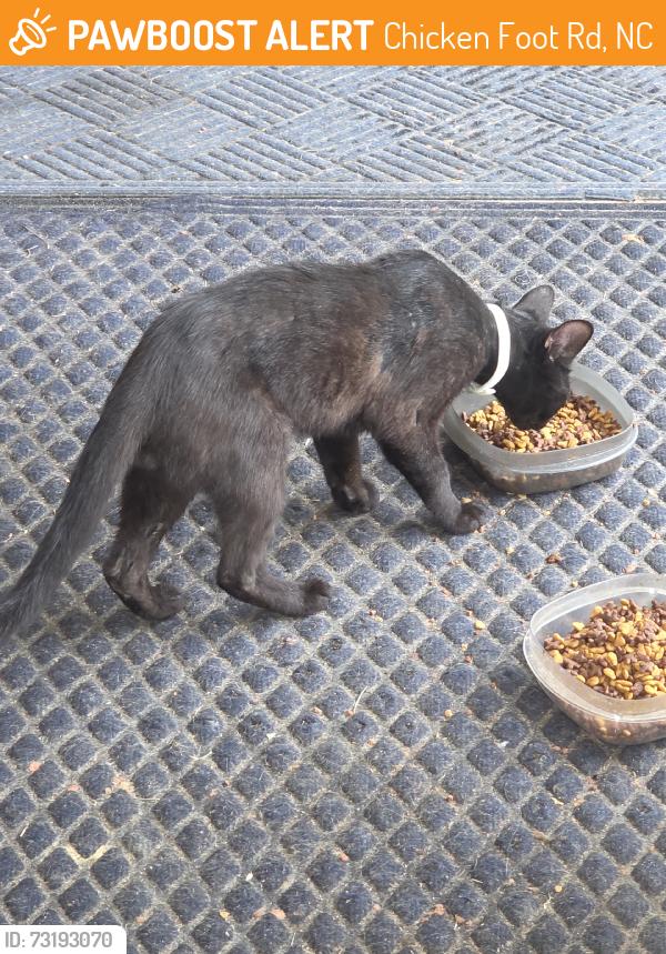 Found/Stray Male Cat last seen Rufus Johnson, Chicken Foot Rd, NC 28384