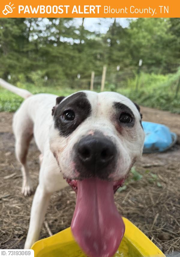 Found/Stray Female Dog last seen Jericho rd, Blount County, TN 37803