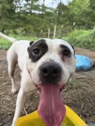 Found/Stray Female Dog last seen Jericho rd, Blount County, TN 37803
