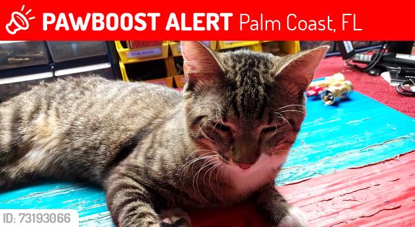 Lost Male Cat last seen Point Pleasant, Palm Coast, FL 32164