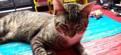 Lost Male Cat last seen Point Pleasant, Palm Coast, FL 32164