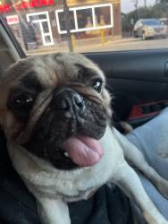 Reunited Male Dog last seen Cicero Ave and Erie street, Chicago, IL 60644