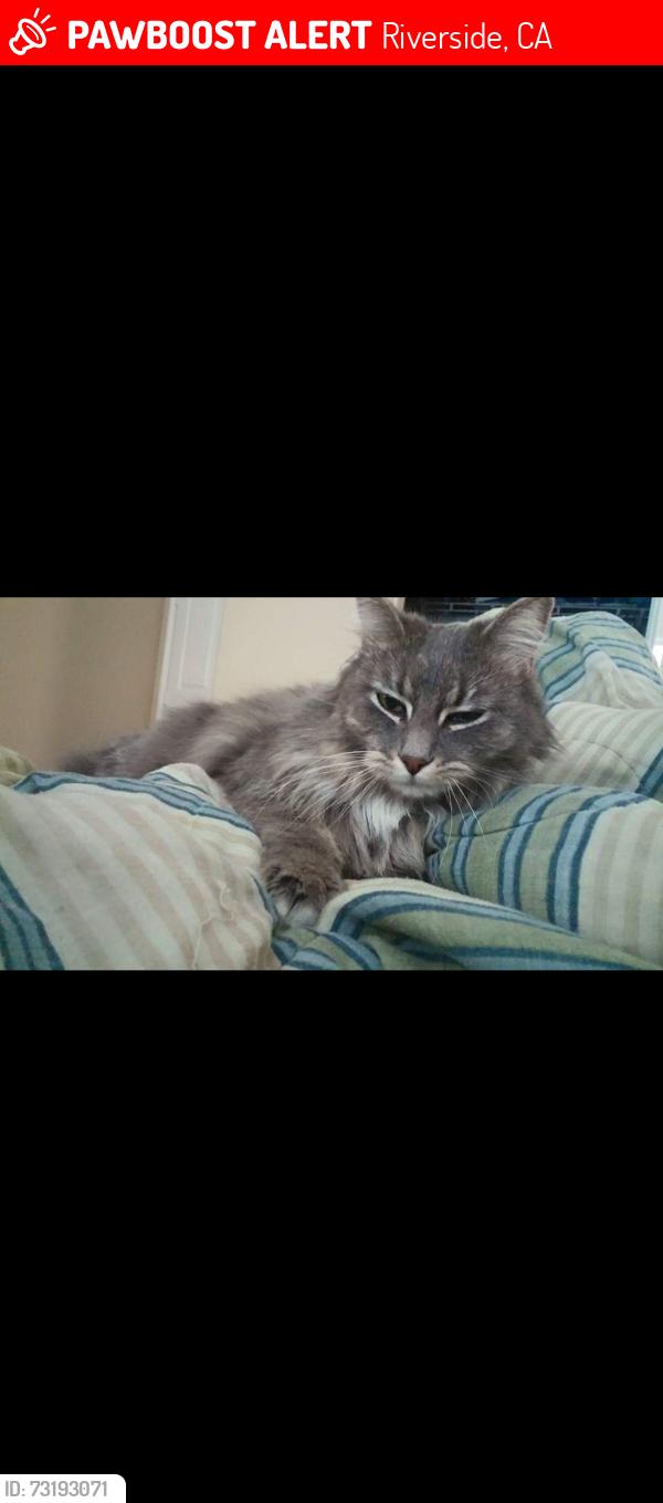 Lost Female Cat last seen Locust/ cedar, Riverside, CA 92501