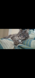 Lost Female Cat last seen Locust/ cedar, Riverside, CA 92501