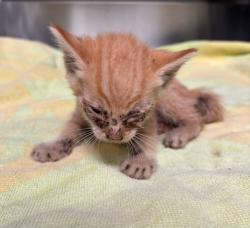 Shelter Stray Unknown Cat last seen , 4275 Elton St, Baldwin Park, CA 91706, USA