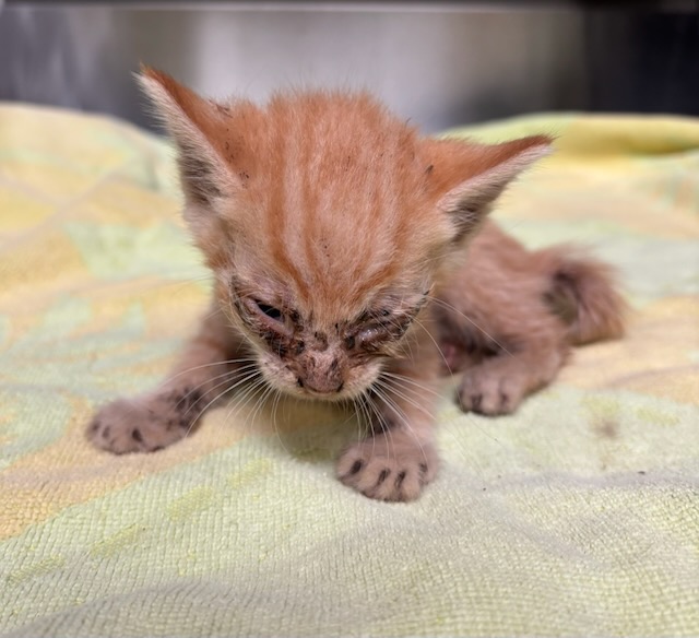 Shelter Stray Unknown Cat last seen , 4275 Elton St, Baldwin Park, CA 91706, USA