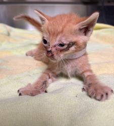Shelter Stray Unknown Cat last seen , 4275 Elton St, Baldwin Park, CA 91706, USA