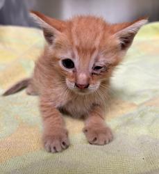 Shelter Stray Unknown Cat last seen , 4275 Elton St, Baldwin Park, CA 91706, USA