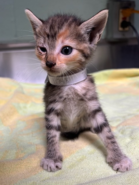 Shelter Stray Unknown Cat last seen , 4275 Elton St, Baldwin Park, CA 91706, USA