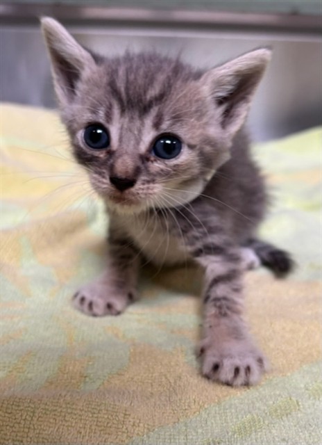 Shelter Stray Unknown Cat last seen , 4275 Elton St, Baldwin Park, CA 91706, USA