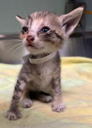 Shelter Stray Unknown Cat last seen , 4275 Elton St, Baldwin Park, CA 91706, USA