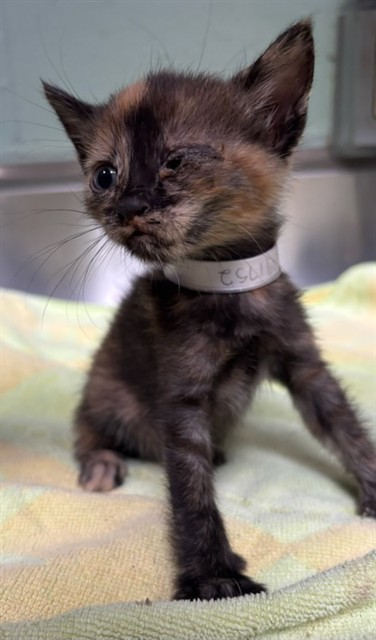 Shelter Stray Unknown Cat last seen , 4275 Elton St, Baldwin Park, CA 91706, USA