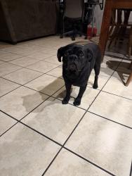 Found/Stray Male Dog last seen Found near apmts, Phoenix, AZ 85035