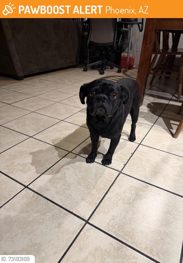 Found/Stray Male Dog last seen Found near apmts, Phoenix, AZ 85035