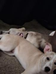 Lost Male Dog last seen Elmore and Bartlett, Bartlett, TN 38134