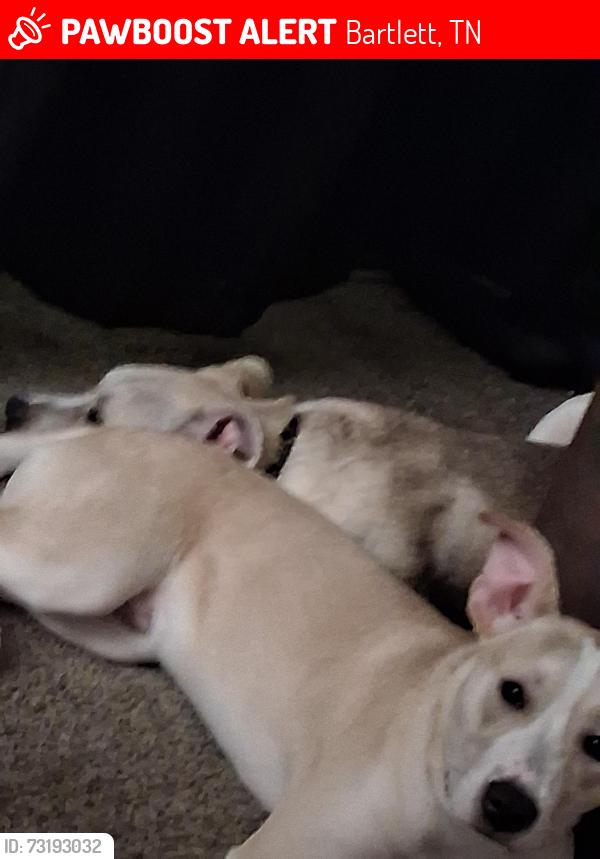 Lost Male Dog last seen Elmore and Bartlett, Bartlett, TN 38134